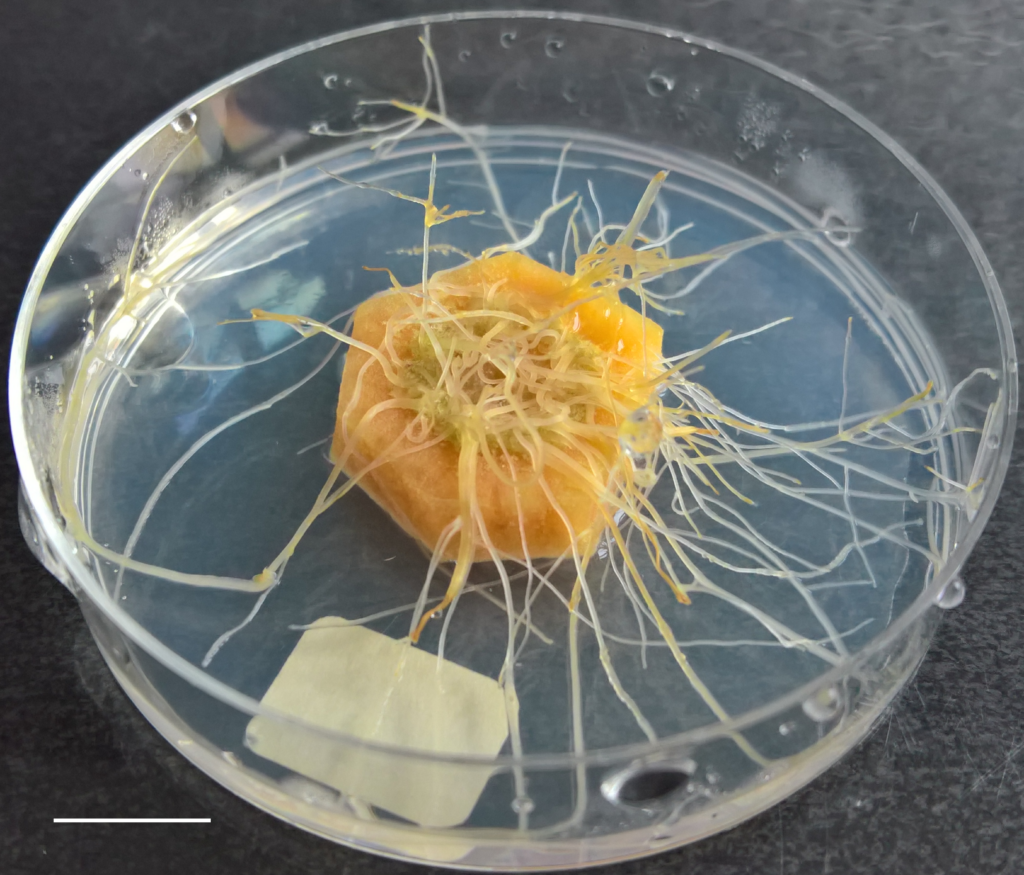 Differential efficiency of wild type rhizogenic strains for rol gene transformation of plants.