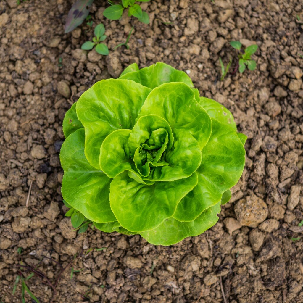 Root-Associated Bacterial Community Shifts in Hydroponic Lettuce Cultured with Urine-Derived Fertilizer