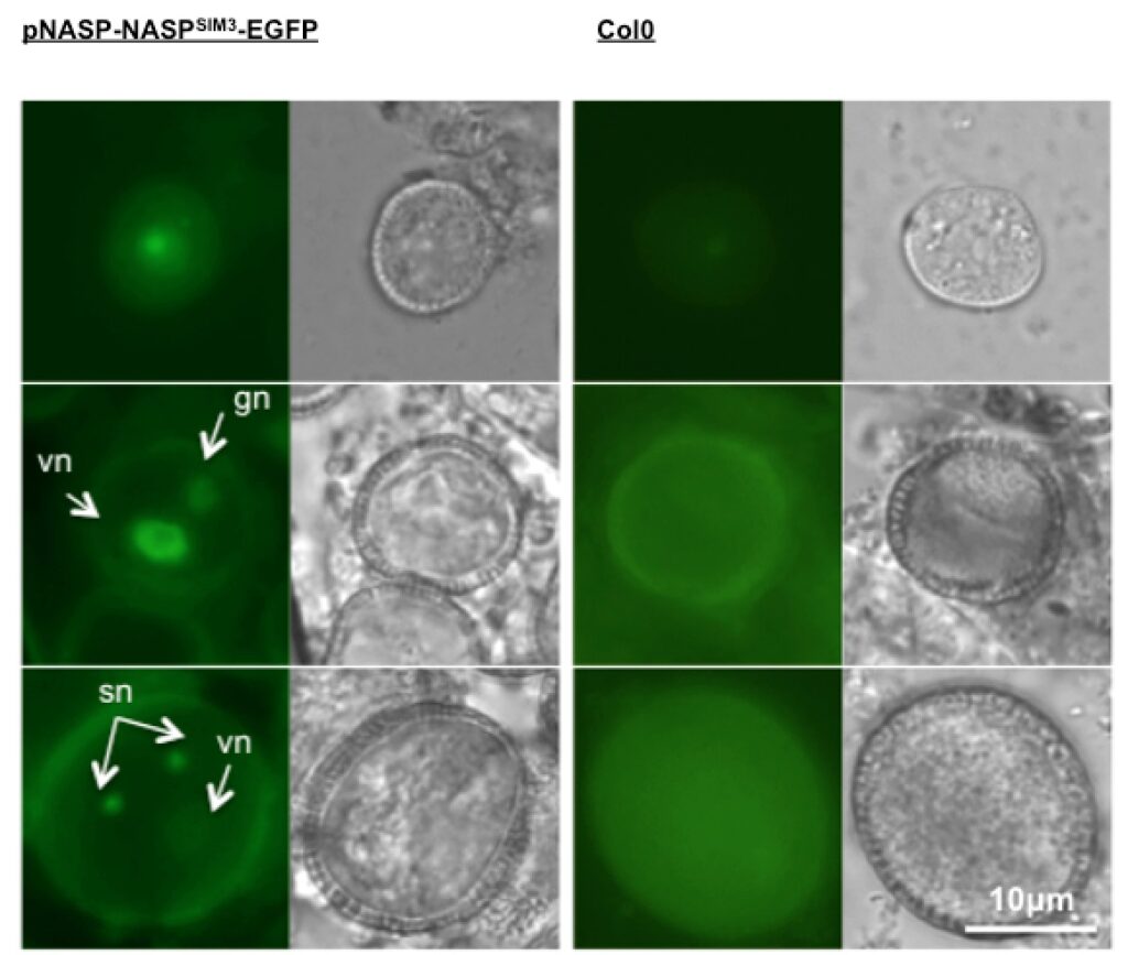 The H3 histone chaperone NASPSIM3 escorts CenH3 in Arabidopsis