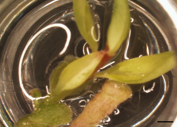 In vitro shoot growth and adventitious rooting of Wikstroemia gemmata depends on light quality