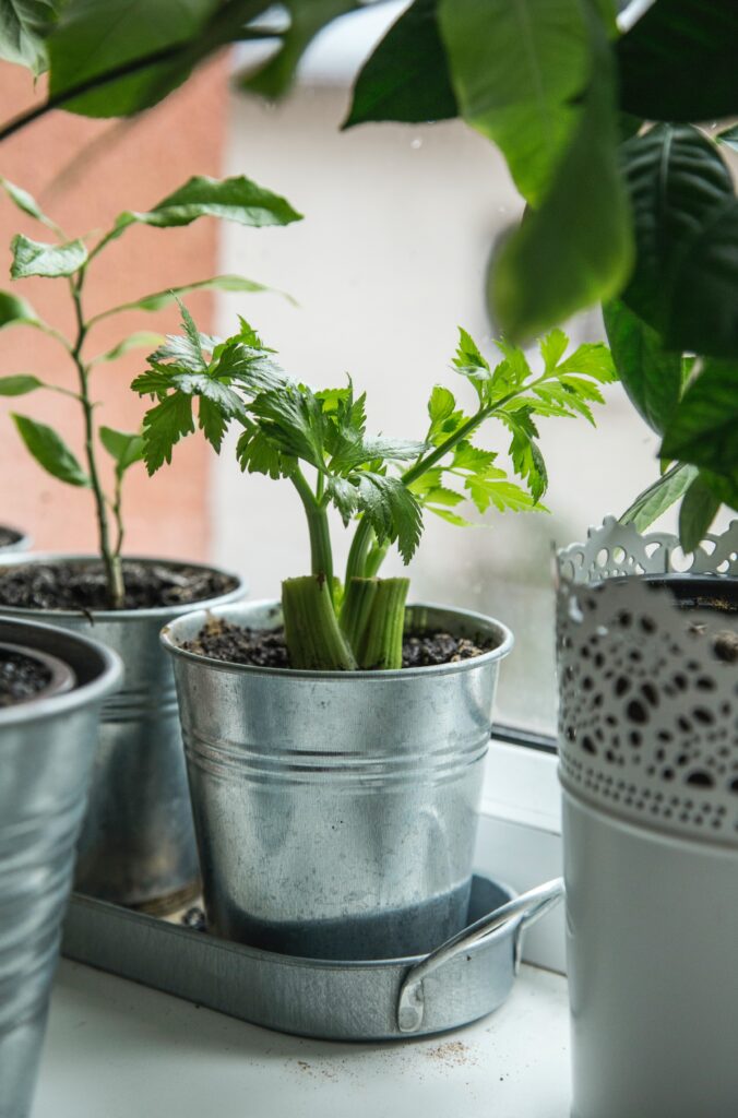 Celery and Celeriac: A Critical View on Present and Future Breeding