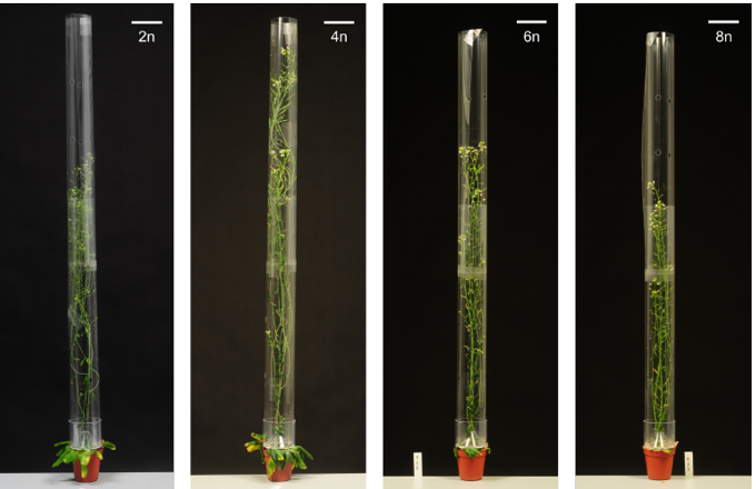 Polyploidy affects plant growth and alters cell wall composition
