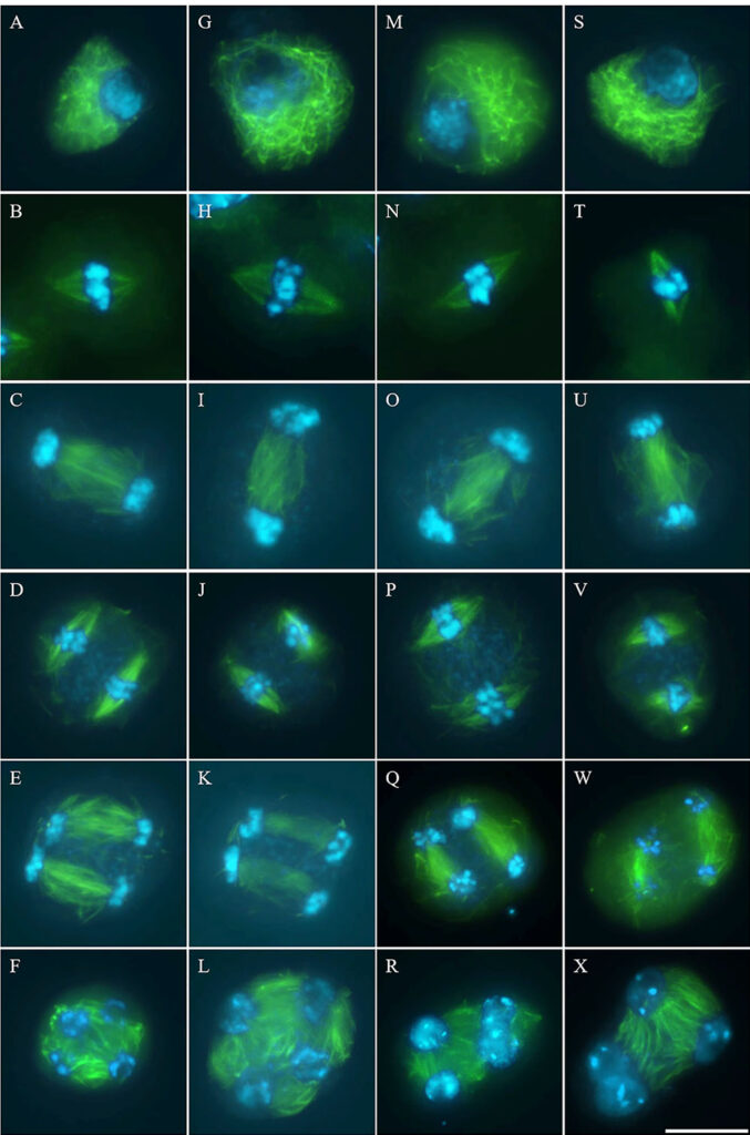 Cold-induced male meiotic restitution in Arabidopsis thaliana is not mediated by GA-DELLA signalling