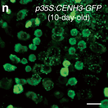 Analysis of a novel mutant allele of GSL8 reveals its key roles in cytokinesis and symplastic trafficking in Arabidopsis