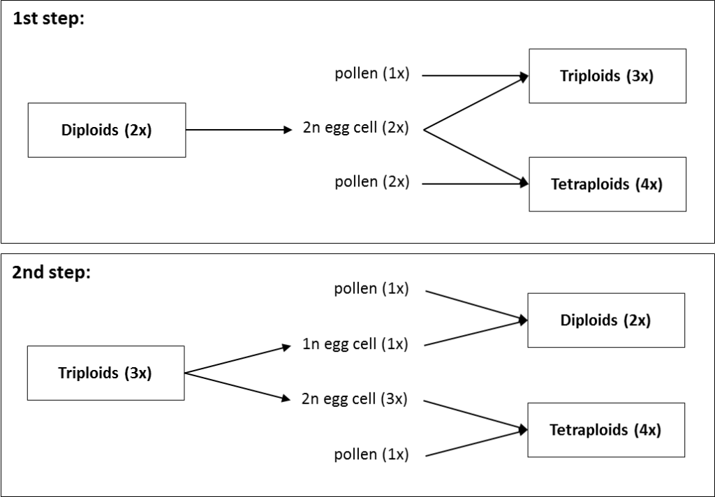 Pathways to polyploidy: indications of a female triploid bridge in the alpine species Ranunculus kuepferi (Ranunculaceae)