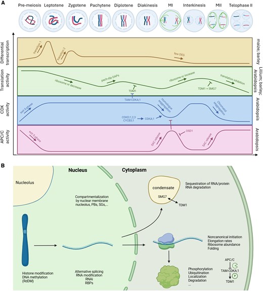 Regulatory mechanisms of plant meiosis (Cédric Schindfessel)