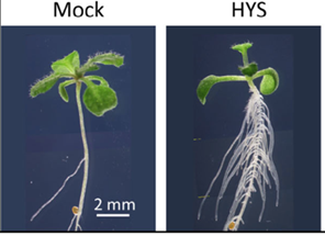 Chemical induction of hypocotyl rooting reveals extensive conservation of auxin signalling controlling lateral and adventitious root formation