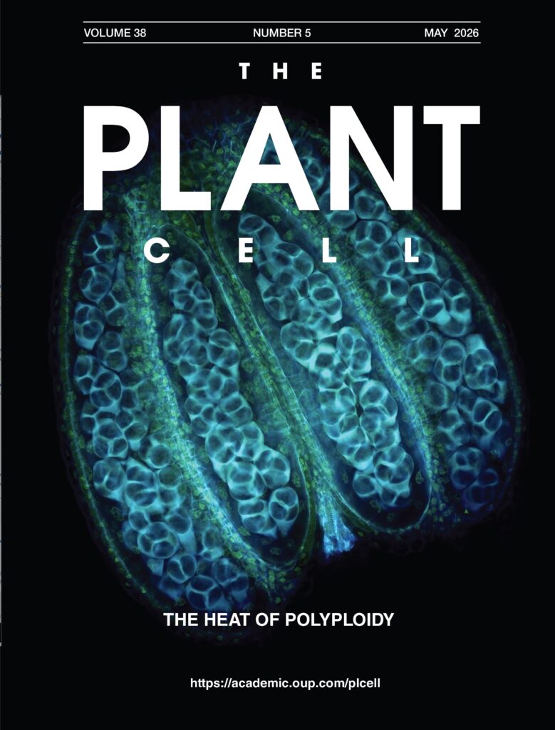 Paper by Cédric Schindfessel in The Plant Cell: “Heat Stress Induces the Formation of Unreduced Male Gametes by Targeting Translation in Arabidopsis Meiocytes”